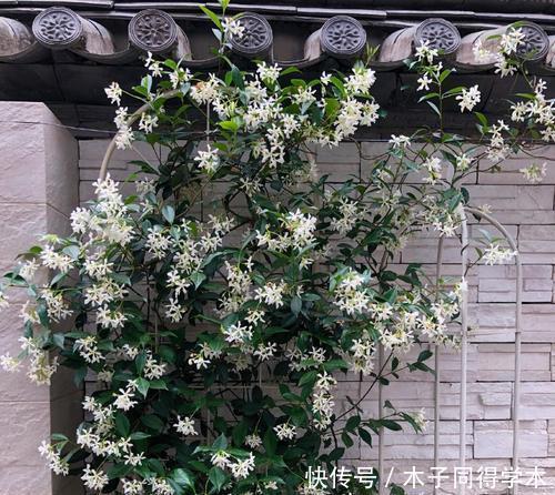 养护|有个院子只会养月季？种下两种藤本花，开花美香味浓，养护真省心