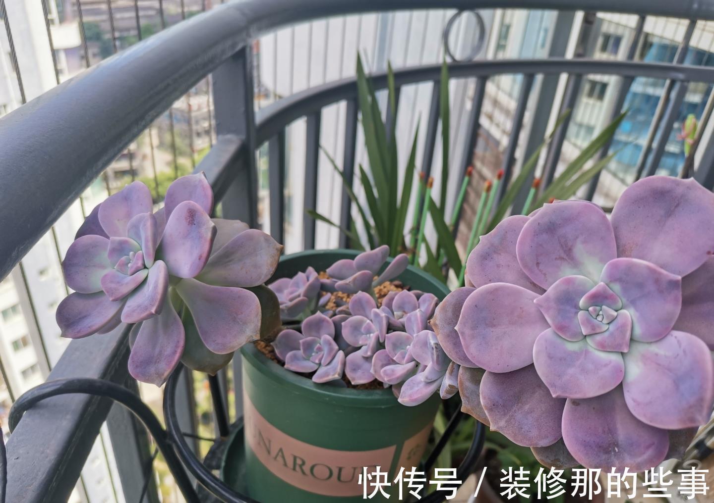 多肉植物|养好多肉紫乐，有2个简单的方法，颜色更漂亮，变多头老桩