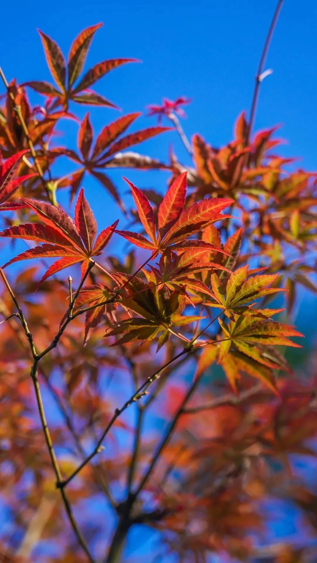 油画|画面极度舒适！武昌秋季限定美景已上线