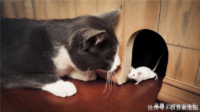 11个冷知识：很少有地方用到，但却趣味十足的猎奇知识