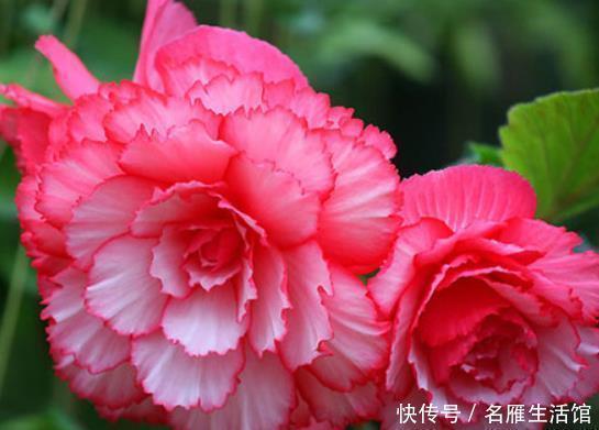 新手养护花卉,就养花开似牡丹,更胜海棠花的花卉,花开三季!