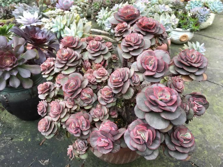 养多肉会上瘾,3年养了500多盆,既美化了环境又愉悦了心境!