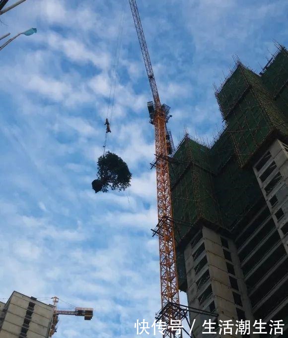 50年的桂花树,卖了5万块钱,大家觉得值吗!