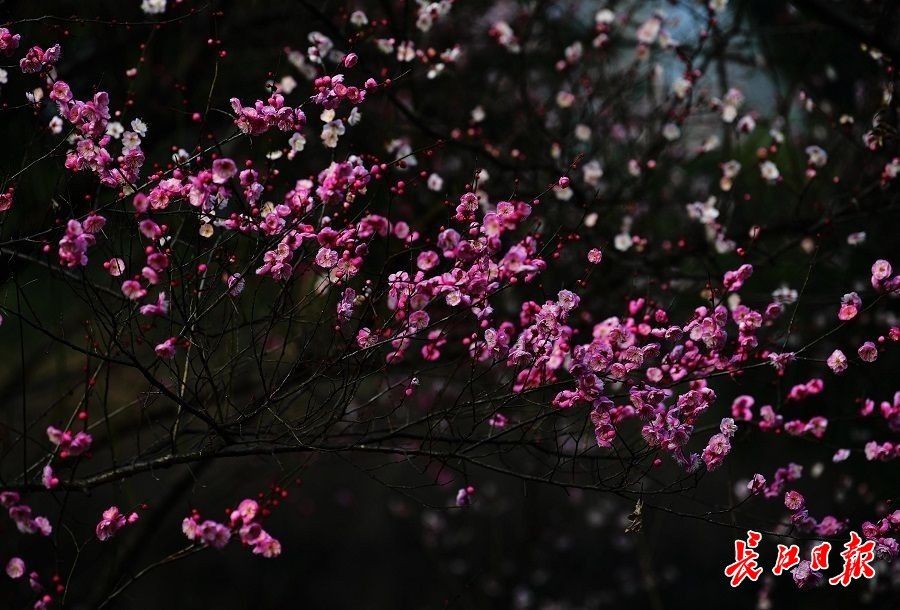 胡颓子|1月大寒时，雪花无约群芳有信