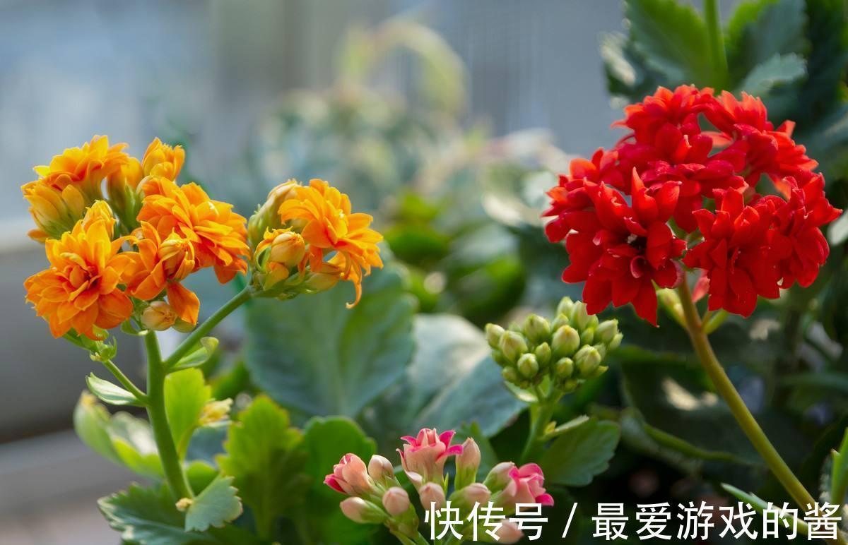10大吉祥花,好养又高档,家里养一盆,有花有果招财又旺家