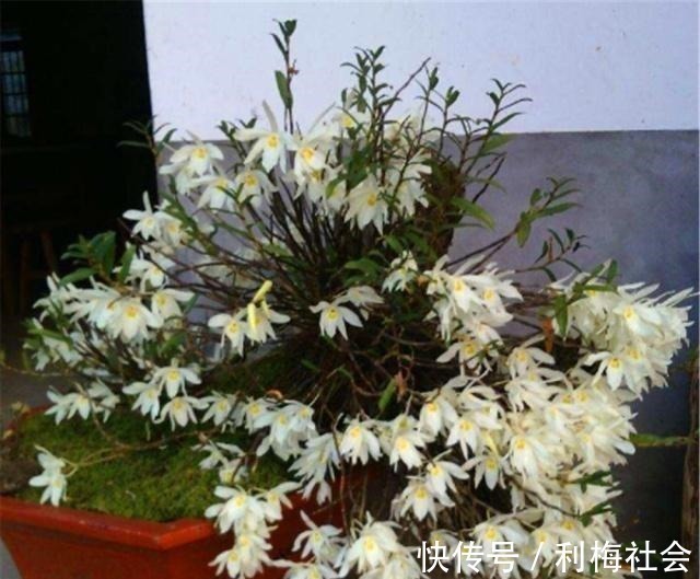 灵芝|4种“名贵中药”做盆景,一养就是30年,土豪出价“5万”都不卖!