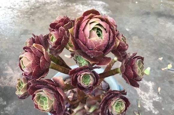 6种花，夏天一定要管住手，水一多就浇死，很多人不知道