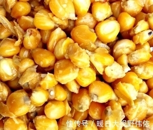 鱼星|窝子里有鱼星，不吃饵，我们可以这样做