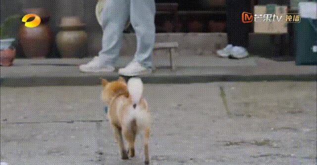 极挑 张艺兴:他怎么一上真人秀就圈粉?