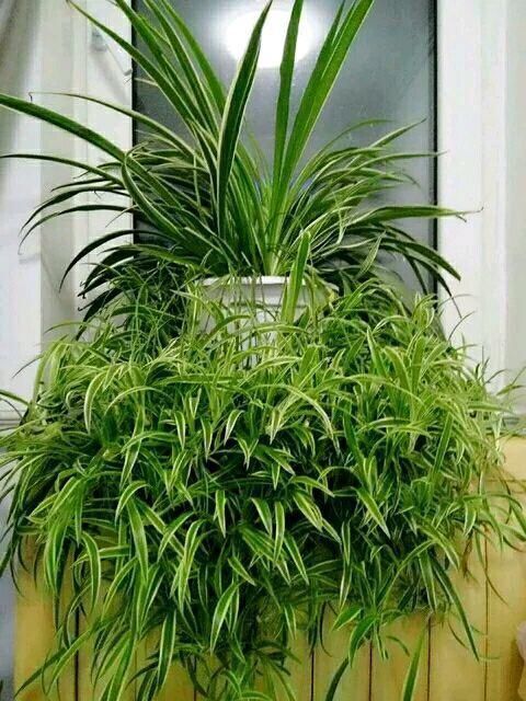 养吊兰有3个小方法,照着做“不干尖、不黄叶”,直冒小崽子