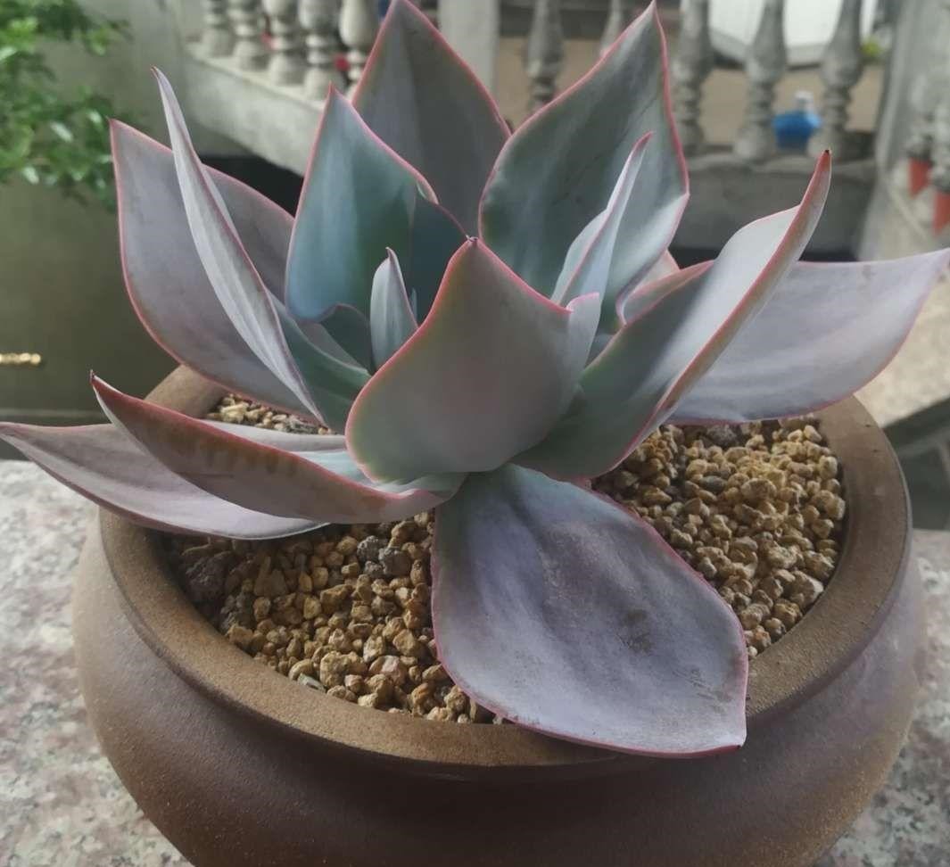 4种多肉最适合懒人养,叶子厚实难徒长,养到就是赚到!