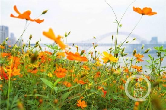 江岸|铺满江岸、边坡……江北这些新花海等你去打卡