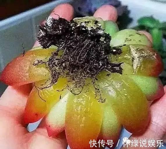 烂根|夏天养花,别做几种“险事”,避免养一盆烂一盆