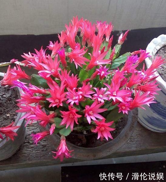 花盆底下埋上它,君子兰蟹爪兰叶片肥厚绿油油,非常漂亮