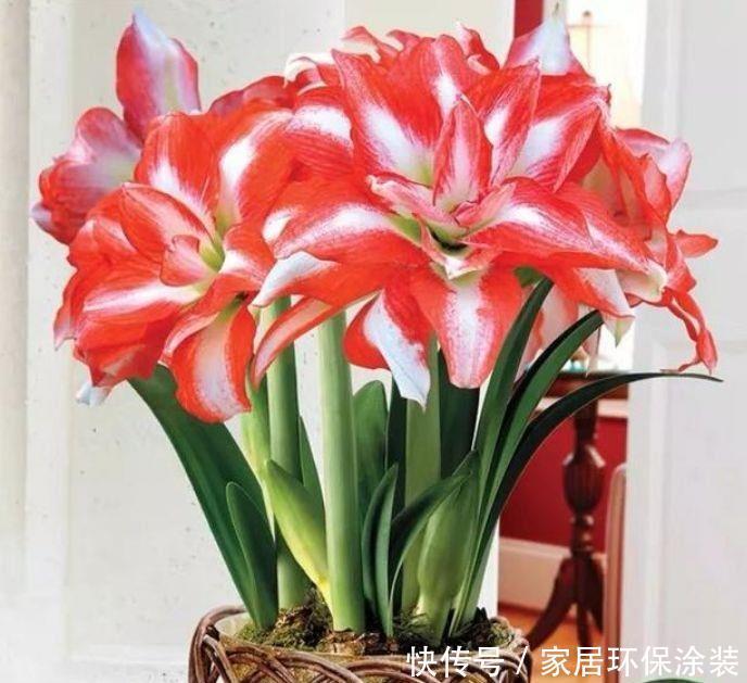 4种花养在阳台很合适,给点阳台就灿烂,美不胜收