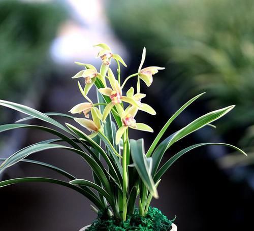  新手|花叶俱赏型兰花，小草大花，香味堪比香水，勤花勤草，新手也能养