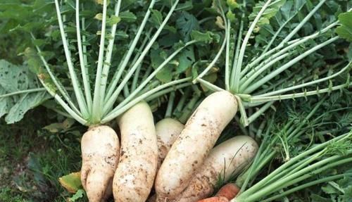 老寿星|400多名百岁老寿星：6个长寿“秘诀”很明显！大家都能做到