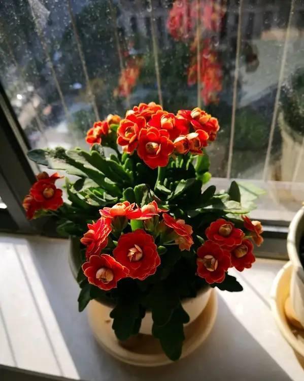 长寿花|天气冷,六种花要干养,少水多晒才健壮,养成老桩更旺家