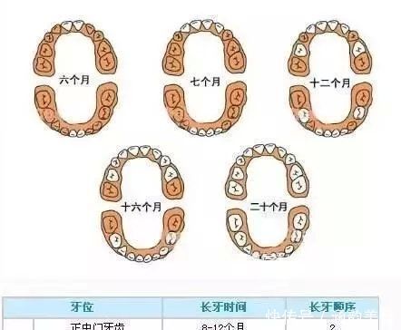 沙拉酱|婴儿乳牙萌出5个阶段及护理新父母一定知道