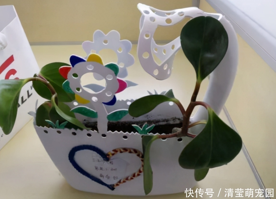 酒瓶|养花缺少花盆的话,多收集些它们“加工”就够了!