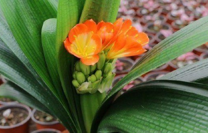 养了10年的君子兰,打翻看到它根部后,你还敢养这植物吗