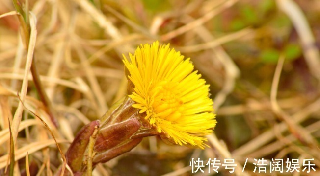 良药|有一味中药是咳痰良药,润肺降逆,咳嗽新久、寒热、虚实均可用