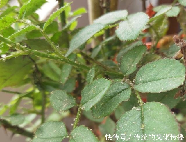 家里的月季,遭受了“虫害”,别拖着,教你4个“小方法”消灭掉!