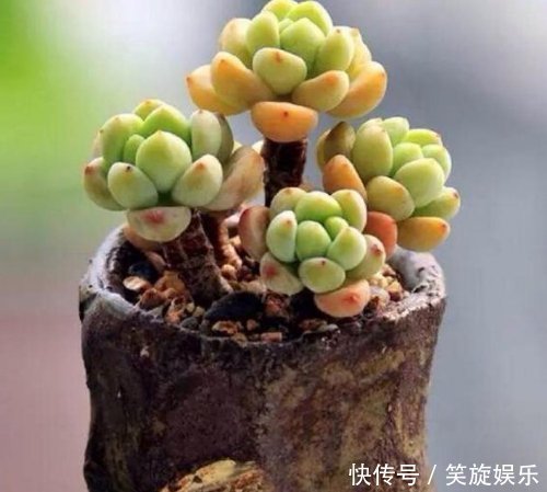 怎样让多肉植物变成小胖子做好一件事就够了