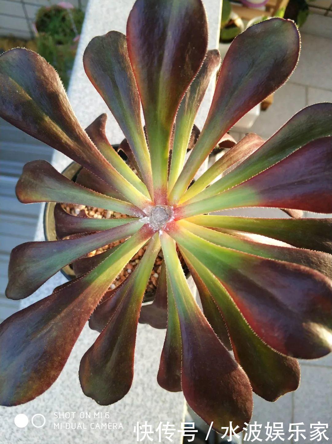 品种|多肉狠心砍1刀,窜出一圈新芽,花盆都容不下它了!