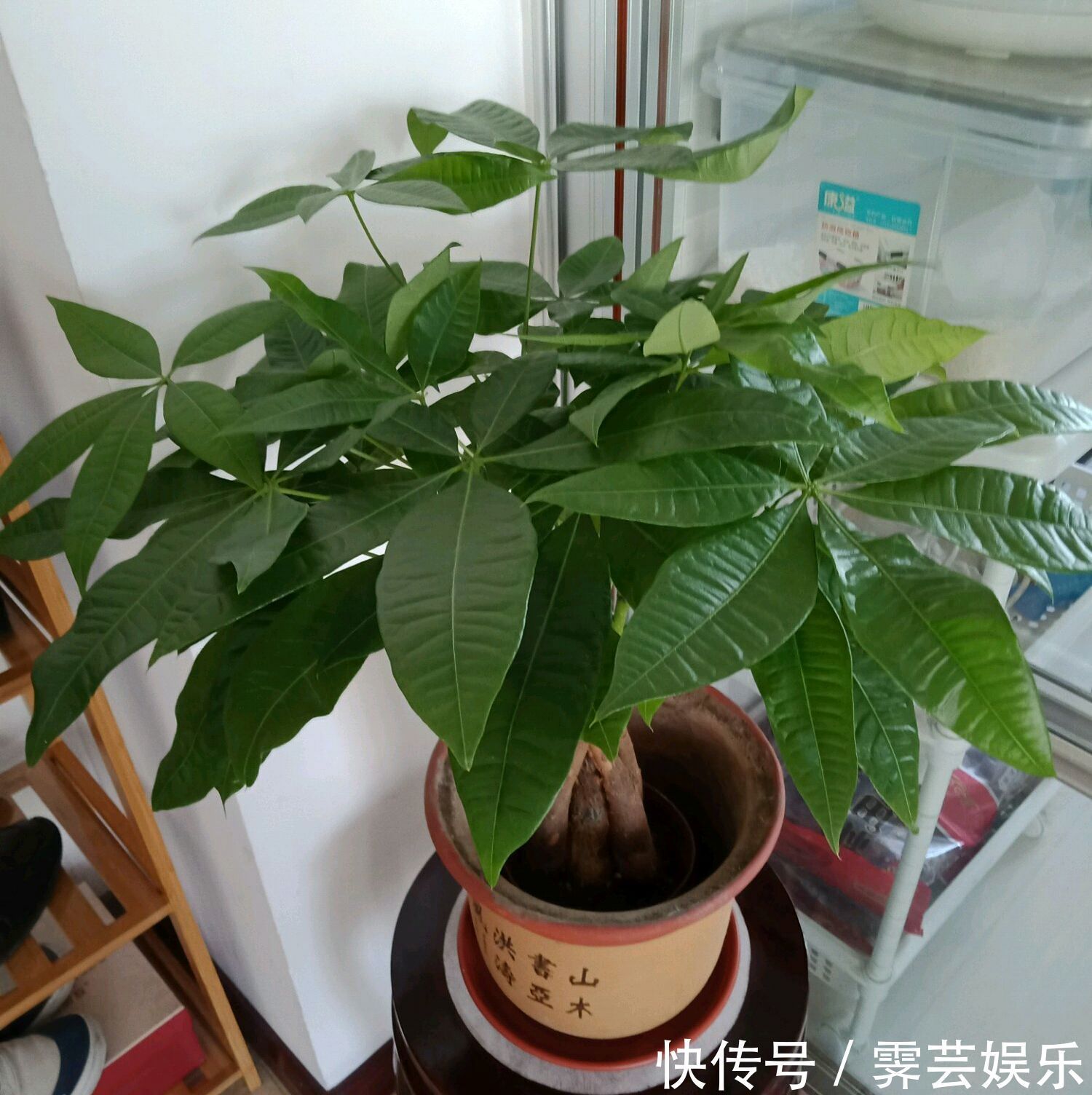 脱盆|夏季给发财树换盆到底要不要浇定根水3种换盆方式不同浇水绝招