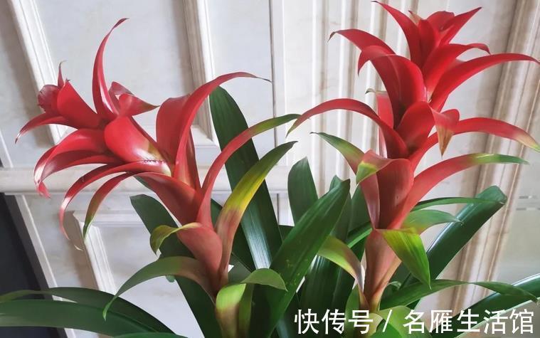 花土|养鸿运当头,多注意这3点,盆栽基本不会有大毛病