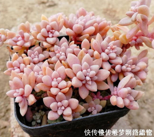 阳台上|生命力很顽强的三种多肉,新手花友必备花卉,不用多管简单爆盆