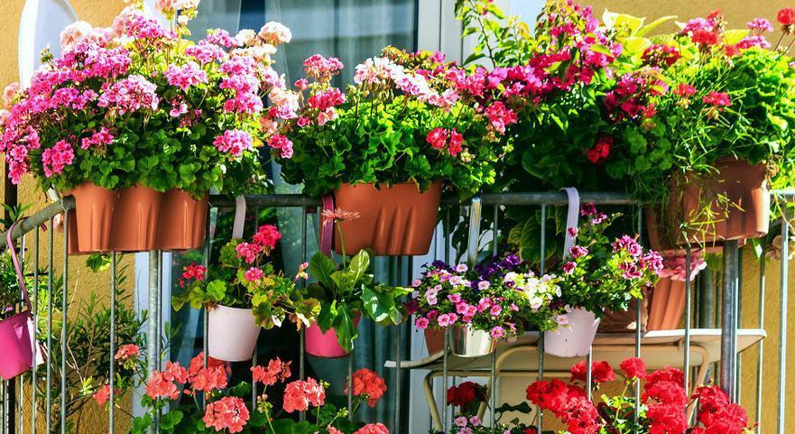 适合新手养的五种花，客厅阳台养两盆，赏花大半年