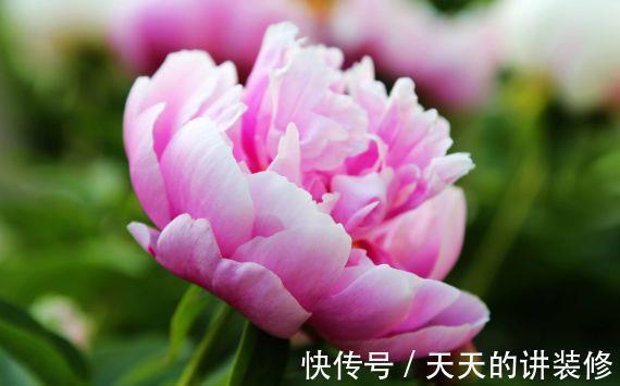 从8月19日开始 家养此款花卉 四季有花开 花开高贵优雅 粉紫色