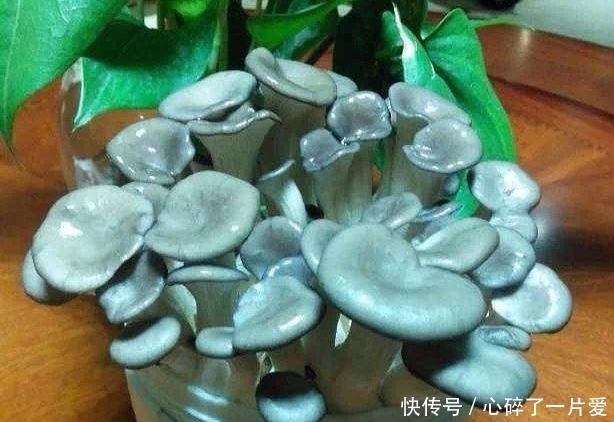 阳台盆栽蘑菇,吃随摘还新鲜,以后吃蘑菇都不用买了