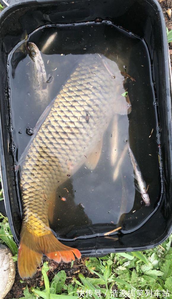 小鲤鱼|秋季野钓鲤鱼攻略，活跃度高吃口狂，新手也能狂拉