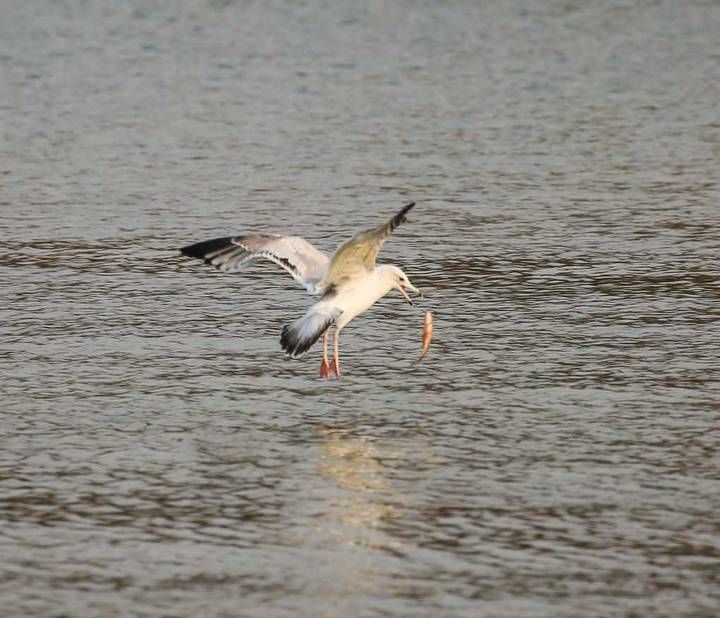 银鸥|大明湖里有很多只银鸥在捕鱼，精彩的瞬间实在是太美了