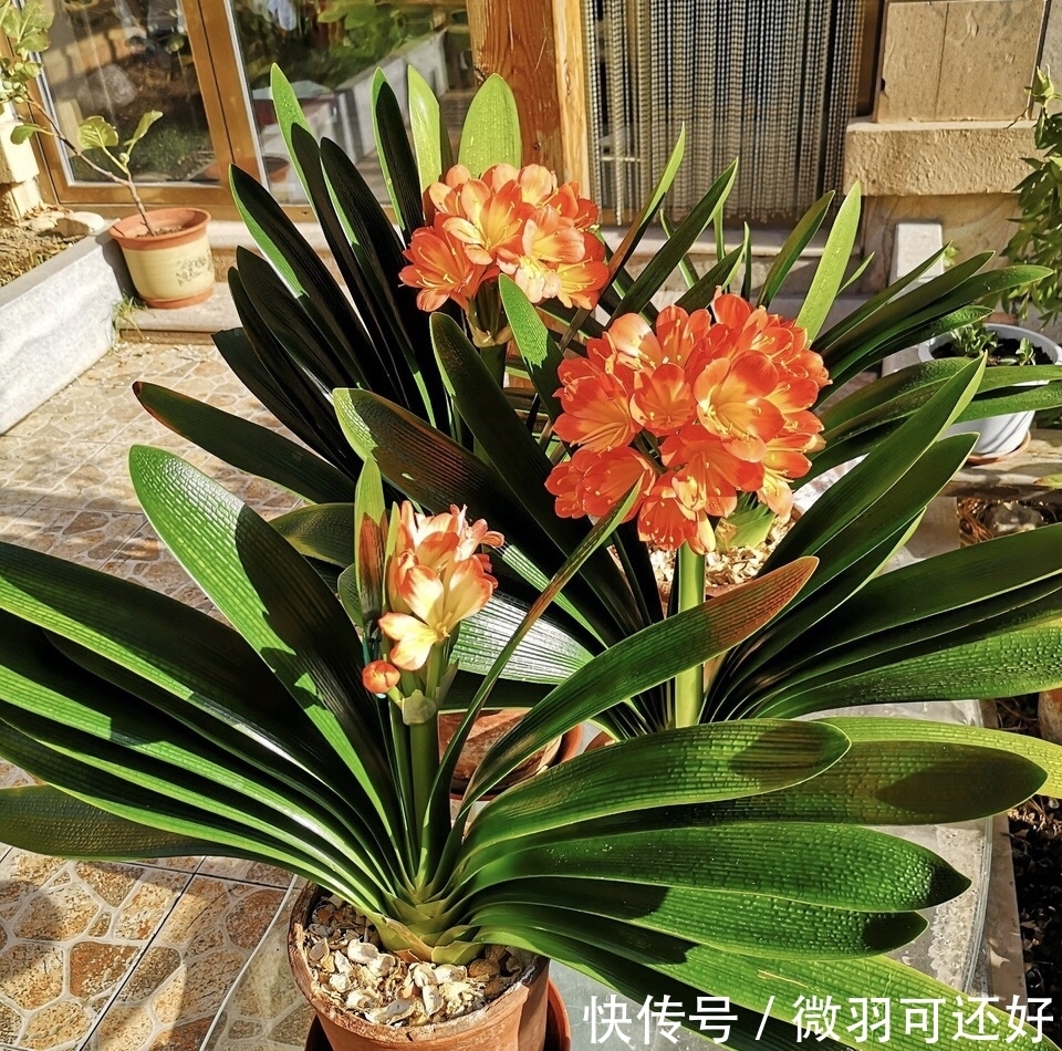 都是“兰花”,这9种便宜又好养,还能开花,比兰花好养10倍