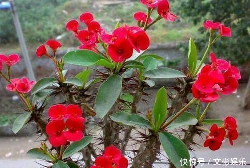 此种花卉寿命忒长,养护多注意5点,每一株都能活上30多年