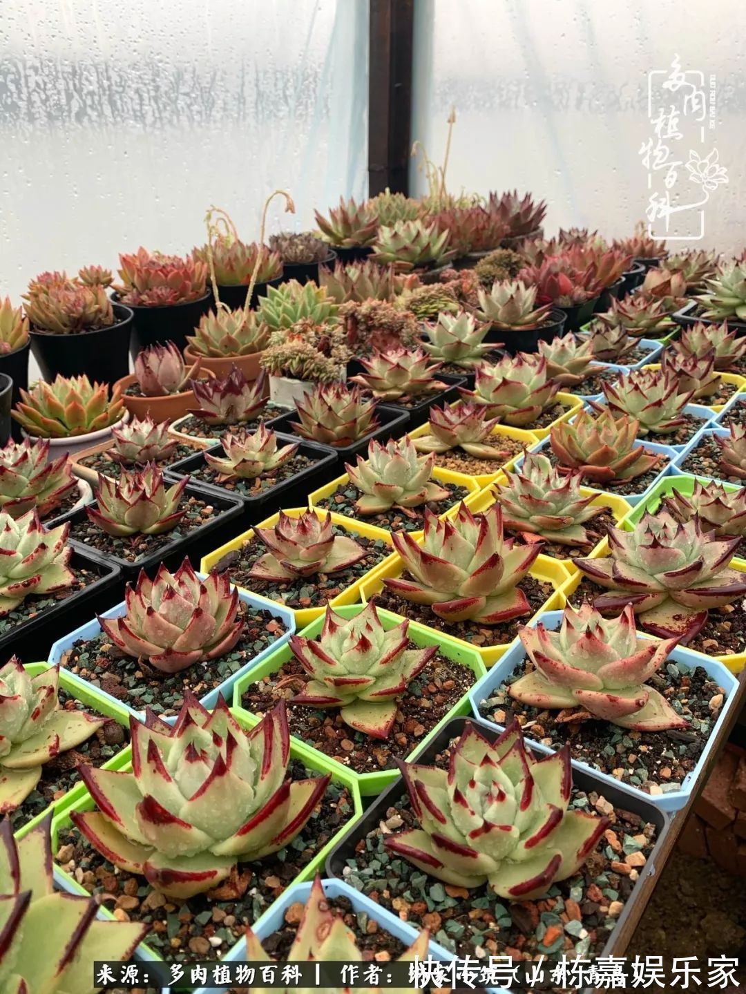 大棚|多肉住进暖棚,坦然越冬,放肆浇水,这个冬天有点甜!