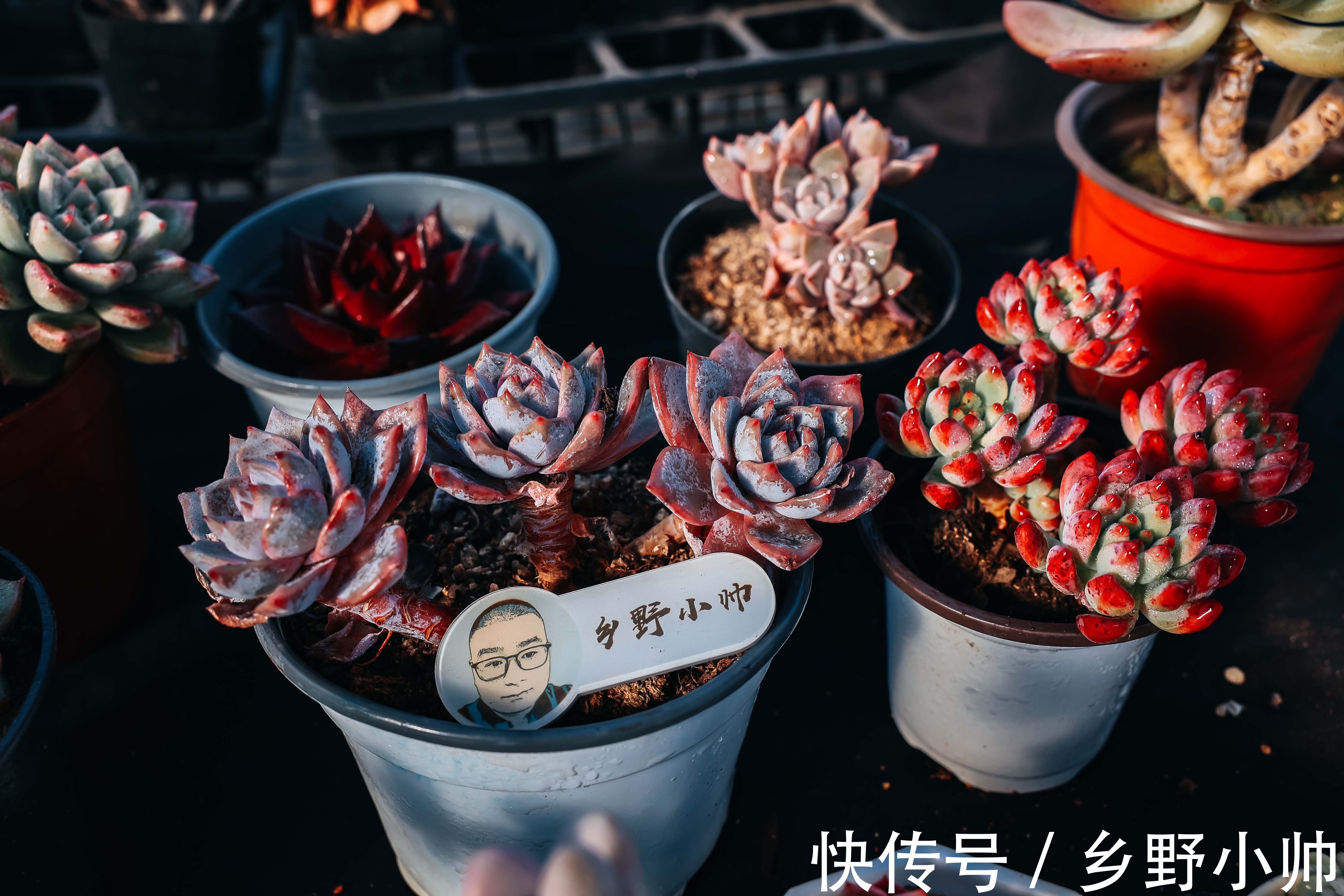 冬天买回家的多肉怎么处理?做好2个准备,做对3个步骤