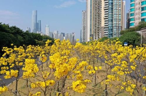 繁花|抬头望满树繁花，低头见彩带祥云！广州天河赏花地图请收好