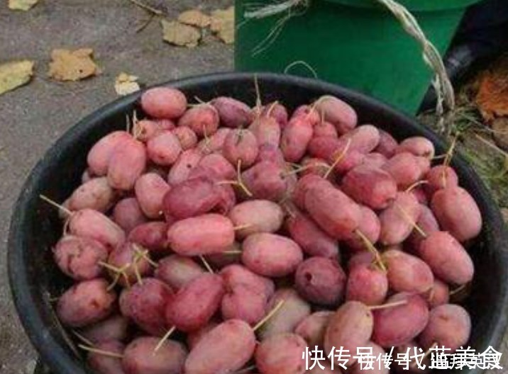 院子|等我有院子,一定栽满此果树,有多少地就种多少,洋气