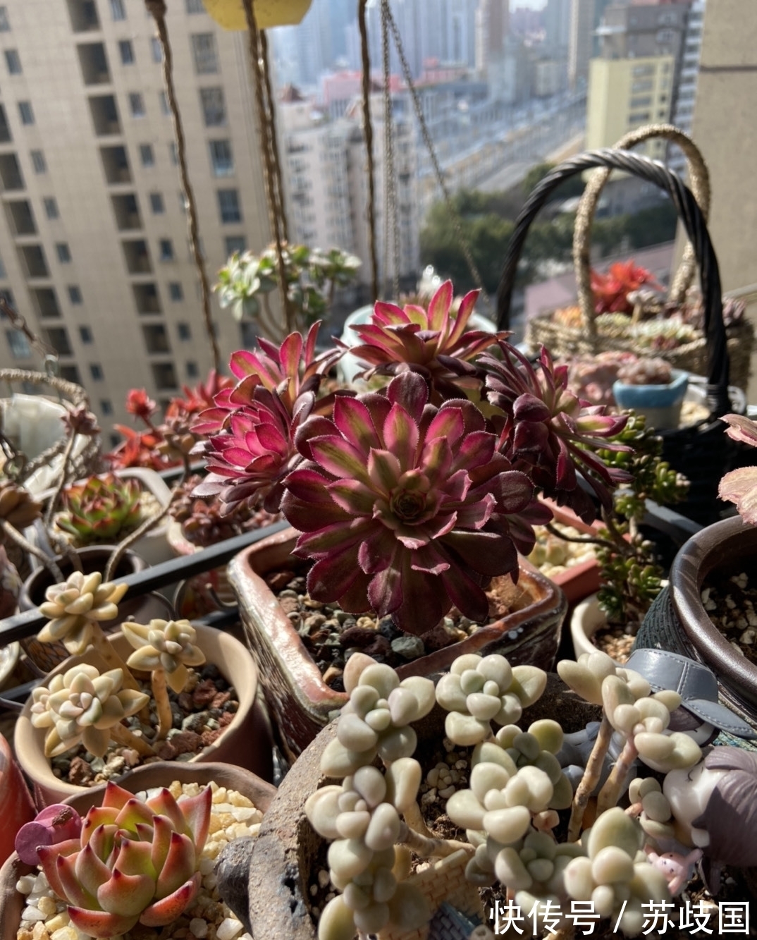 这“三多肉”是爆崽小能手,颜值高易爆盆,却因便宜“无人问津”