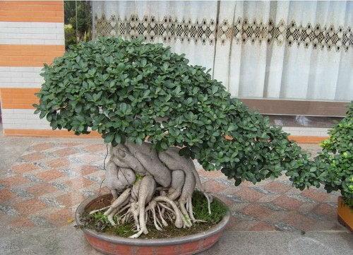 镇宅树|2种“镇宅树”,新年养1盆,“财运”越来越旺,观赏价值还高!