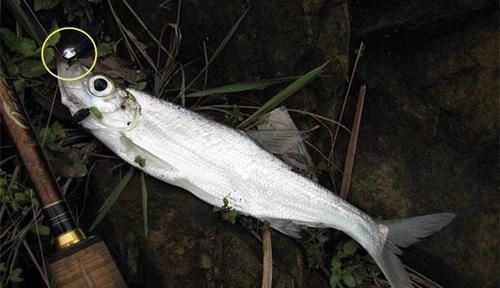 钓鱼技巧:活泥鳅钓翘嘴方法,大翘嘴一钓一个准,不信可以试试!