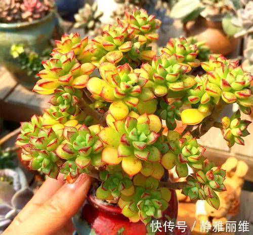 露养的多肉浇水后,叶子发软奄奄一息,多半是3个原因导致