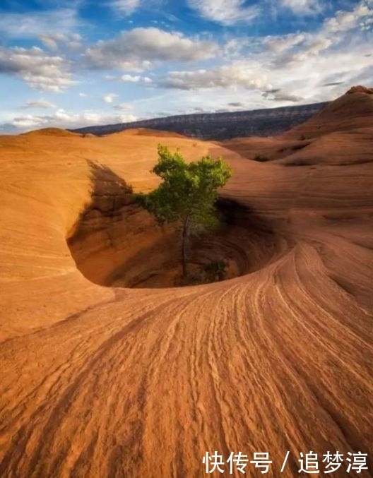 震撼！21棵不想“死”的树，这就是生命