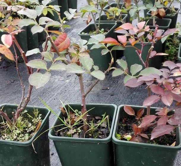 花友们这10种漂亮的花，很快就发芽长根、爆盆开花又招财气！