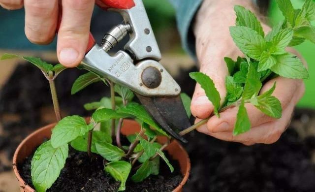 小花|阳台种了3种菜，一茬一茬很新鲜，夏天正好长得旺，吃得过瘾